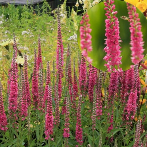 Veronica spicata 'Rotfuchs' - Kassisaba 'Rotfuchs' P9/0,55L 